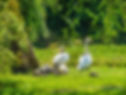 Croisière ornithologique