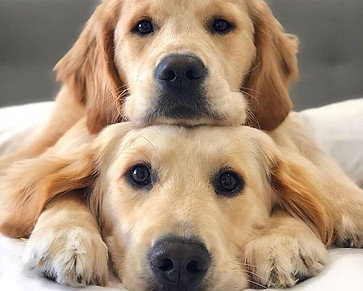 2 dogss.jpg