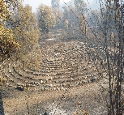 Burned trees in Northern California