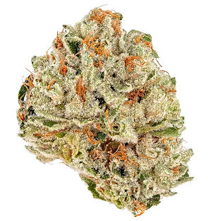 strain-31_edited.jpg