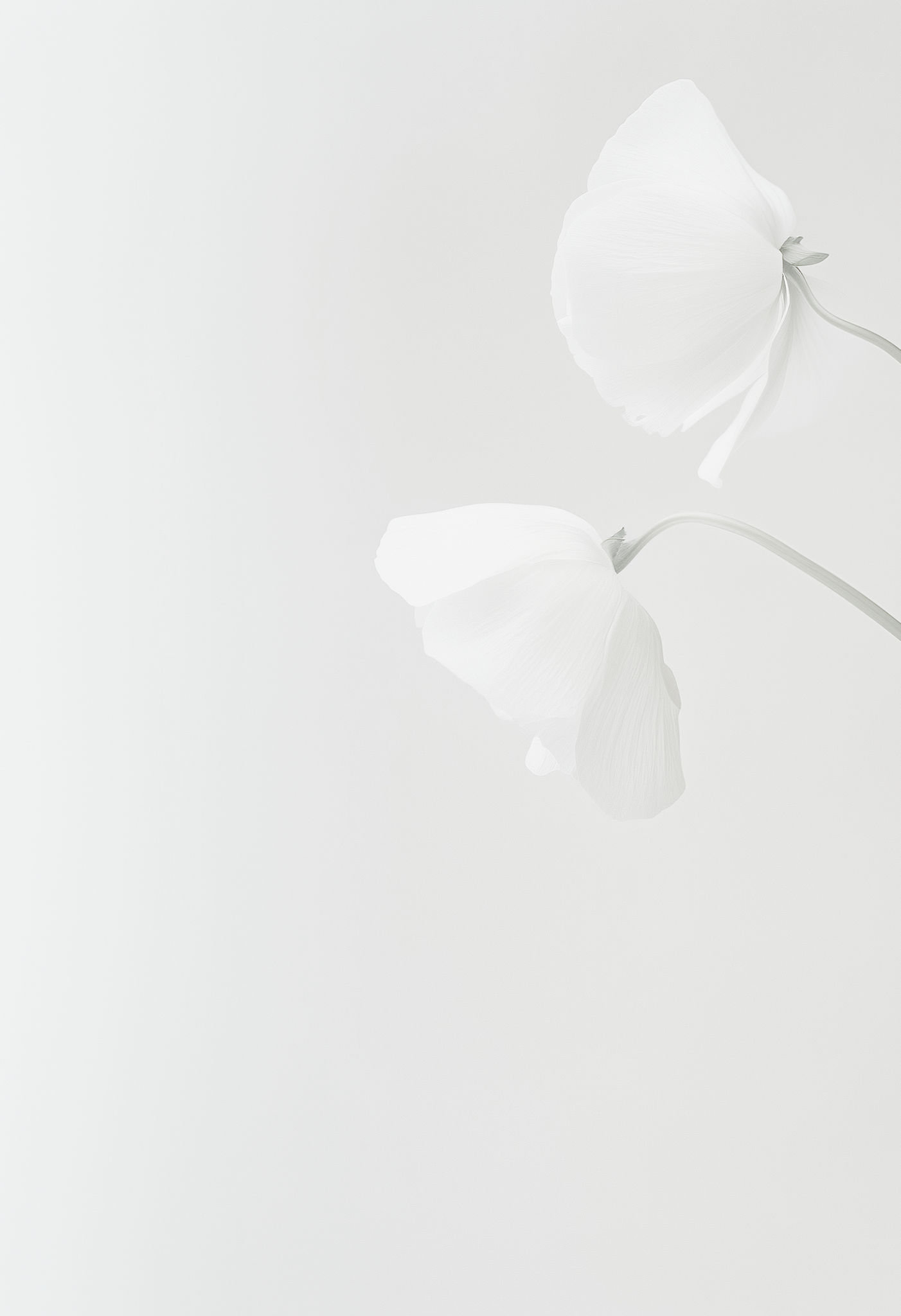 yuvalna_photo_An_elegant_botanical_photo