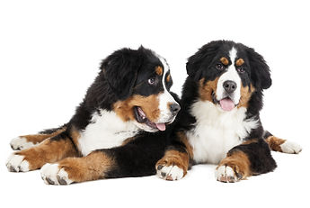 shutterstock_175968536.jpg