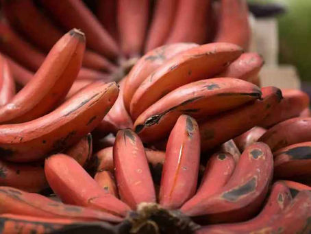Exploring the Delicious and Nutritious Red Banana