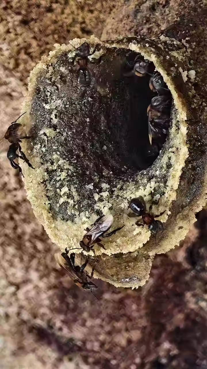 Stingless Bee Viewing