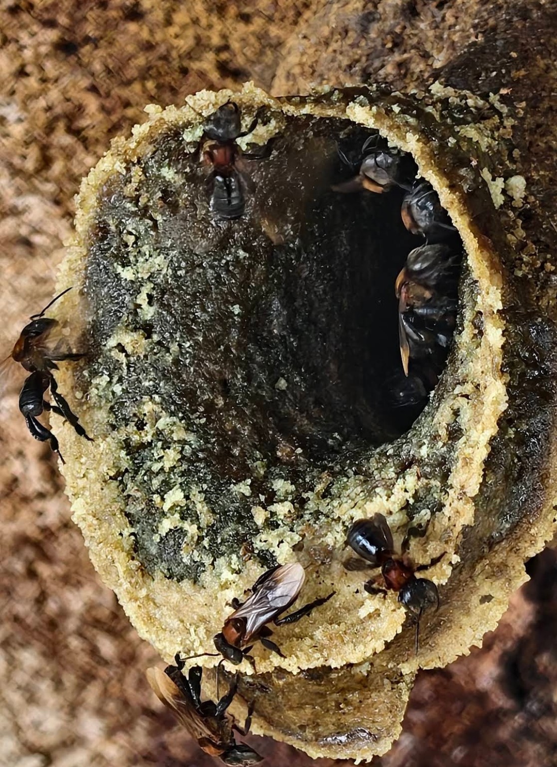 Kelulut stingless bee nest at Potai Farmstay FELDA Bukit Rokan Gemencheh