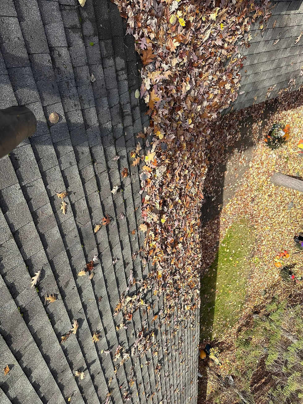 leafremoval2.jpg