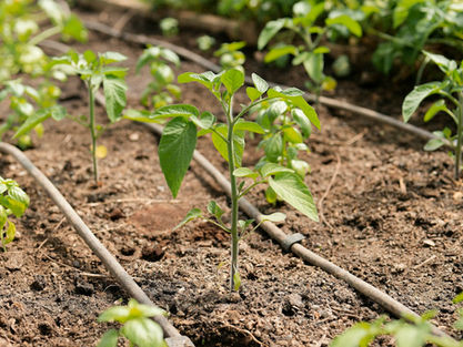 Canteiro de horta com sistema de irrigação automática por gotejamento