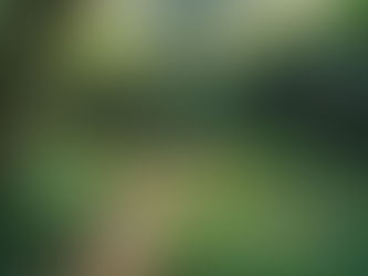 Como Criar um Jardim Sustentável: Dicas e Truques