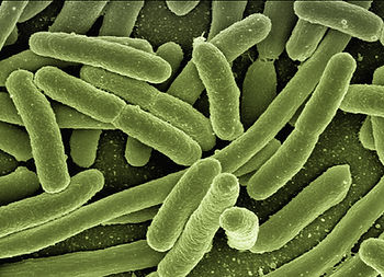 Bacteria Closeup