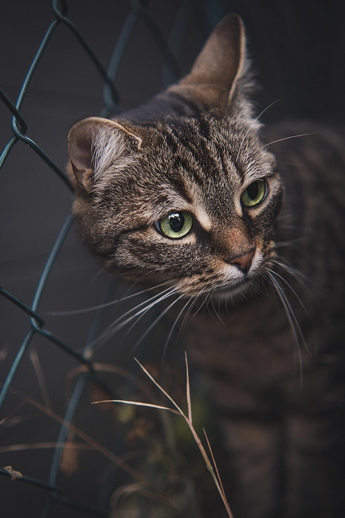 cat_outside_edited.png