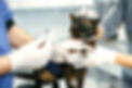 cat_dons_edited.jpg