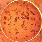 燒肉醬(朝鮮風)