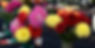 Annual 2 Day Show - Kidderminster Horticultural Society