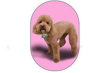 FG Cavoodle example.png