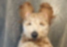 Lily Cropped.jpeg