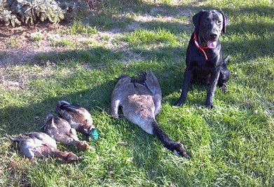 Game Bird Care