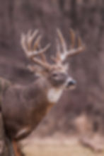Kolby's Buck
