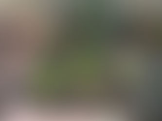 Healthy Fil-Am Nayon Blooms with Backyard Planting Movement in Las Vegas