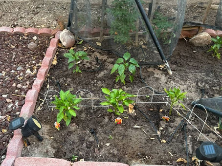 Healthy Fil-Am Nayon Blooms with Backyard Planting Movement in Las Vegas