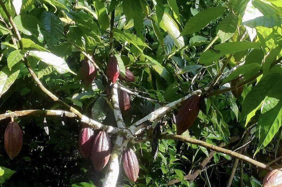 Mazorcas de cacao en el árbol