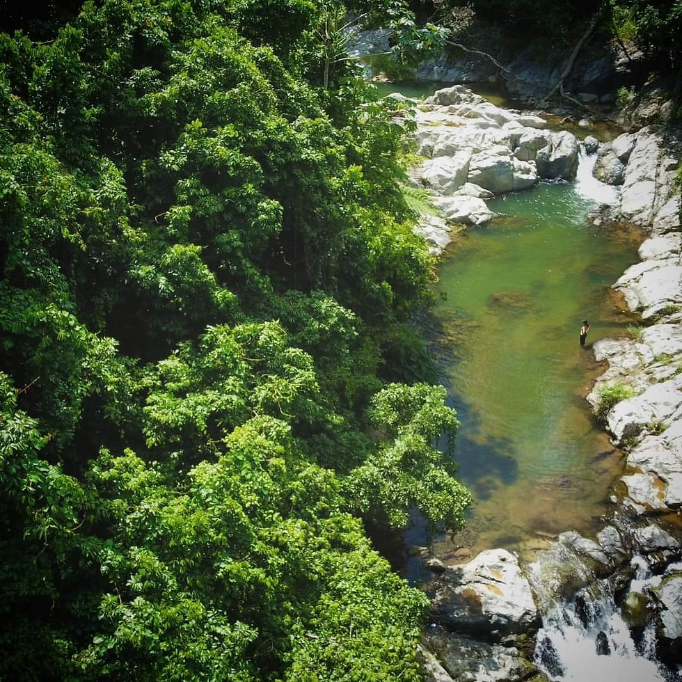 Río entre el bosque