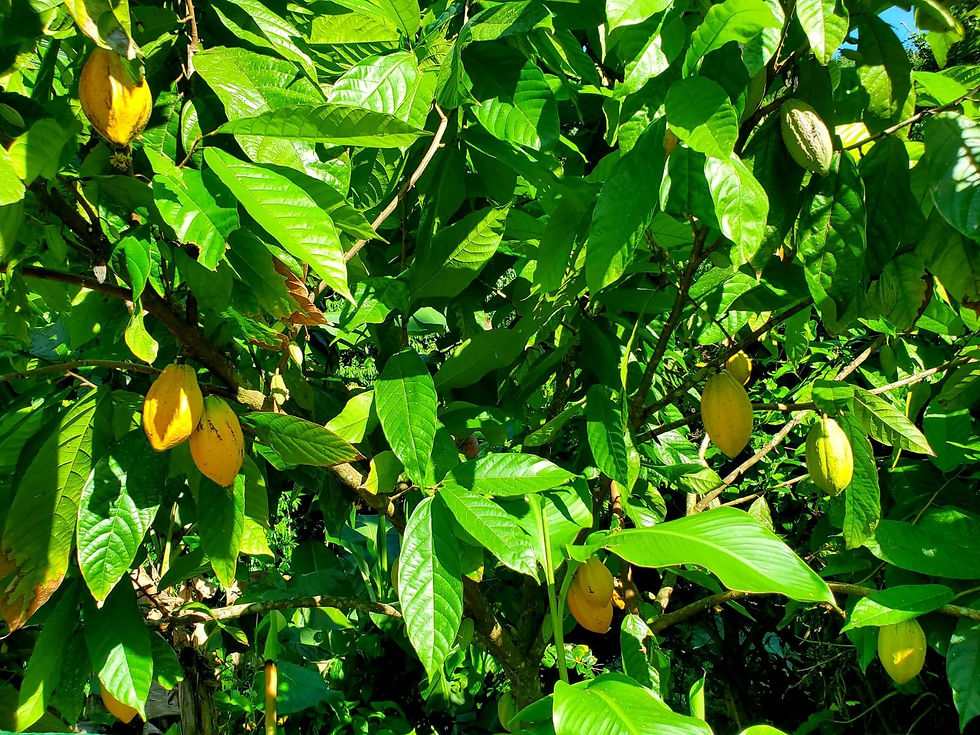 Árbol de cacao con mazorcas