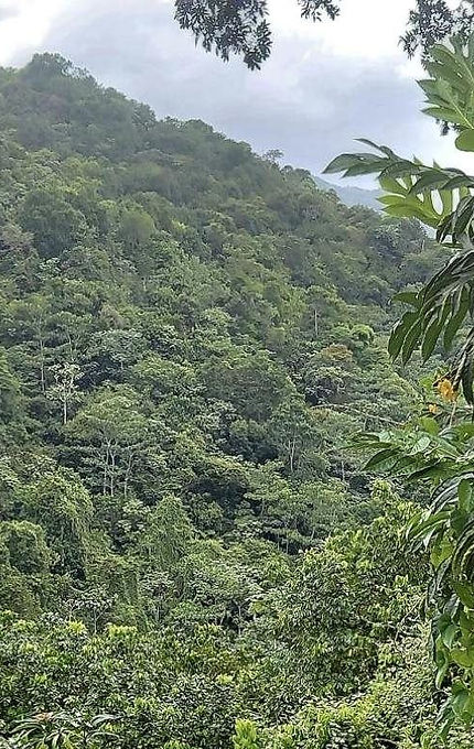 Montañas de Utuado