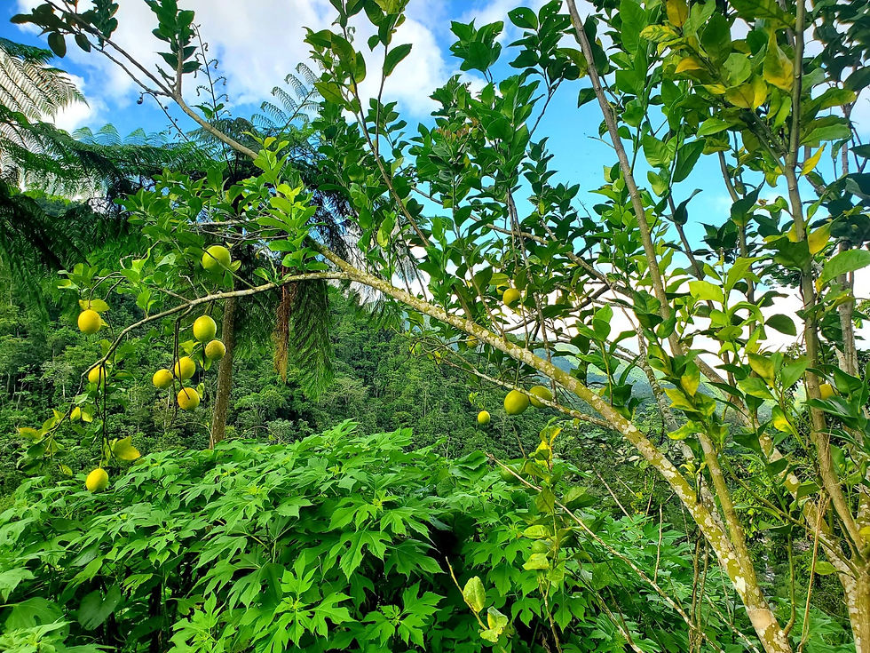 Árboles frutales en la finca