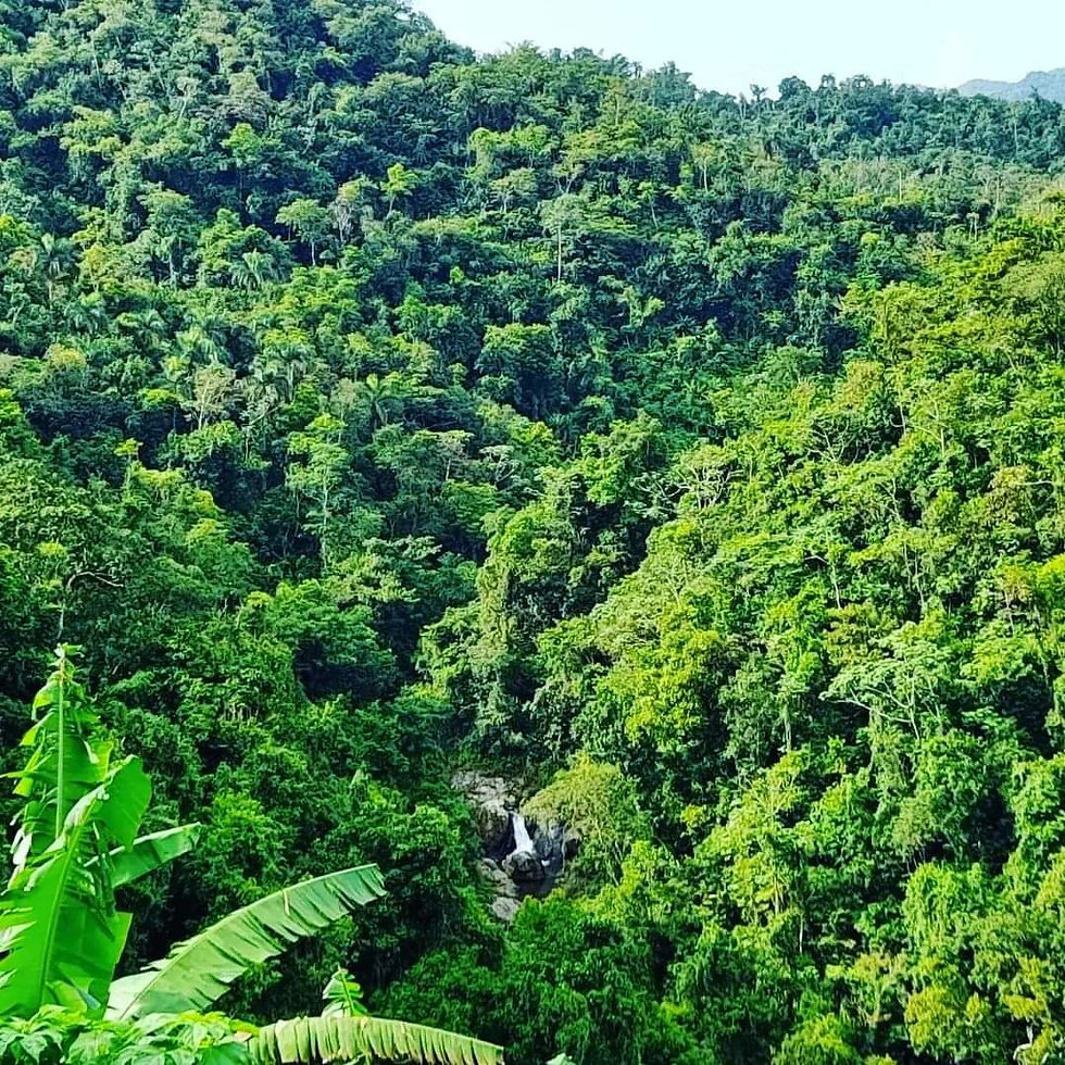 Bosque y montañas de Utuado