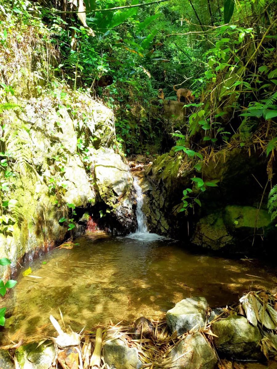 Quebrada en la finca