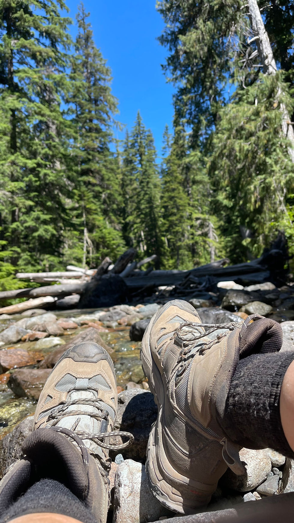 Hiking boot, river hike, in a pine forest.