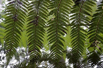 el bosque de los grandes helechos // the great fern forest