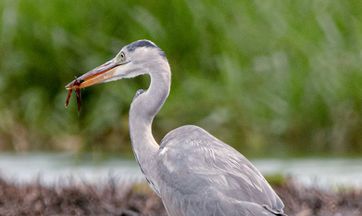 Conservation crew-wildlife-30.jpg