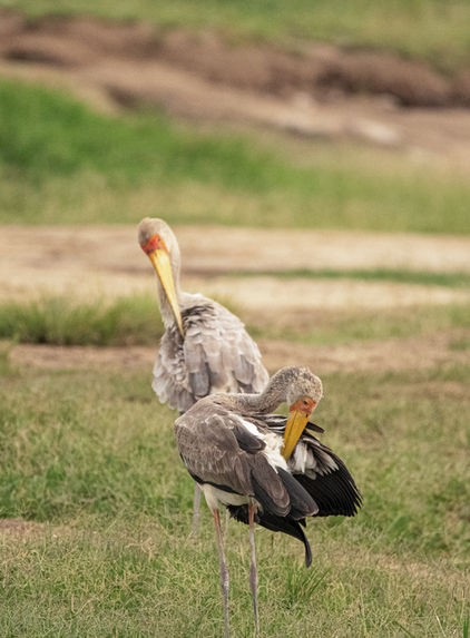 Conservation crew-wildlife-19.jpg