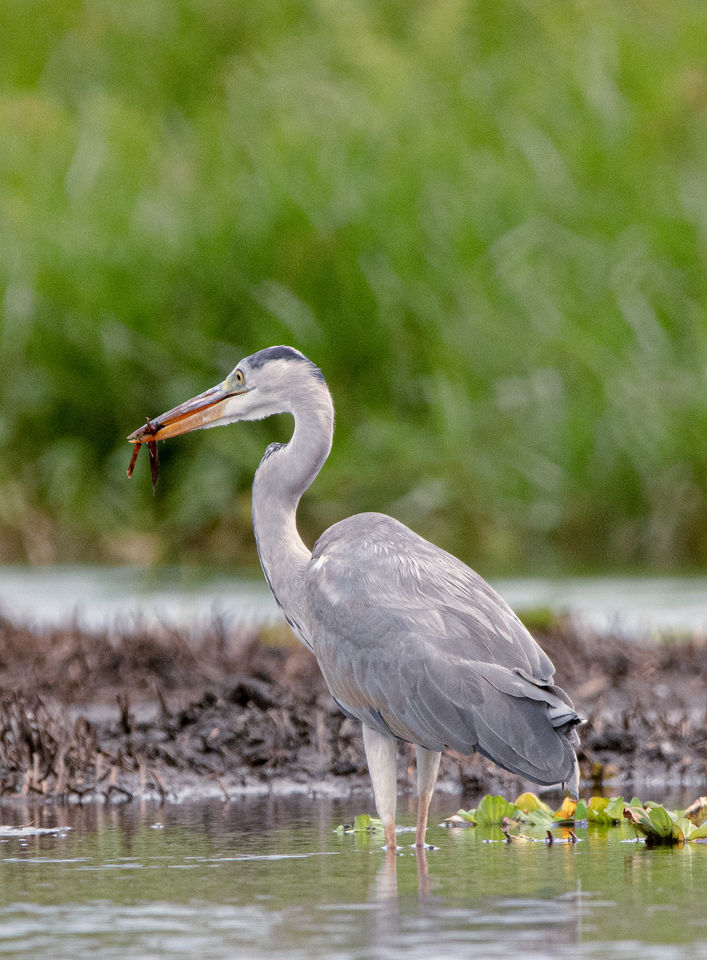 Conservation crew-wildlife-31.jpg