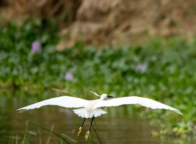 Conservation crew-wildlife-20.jpg
