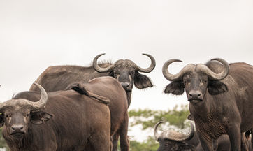 Conservation crew-wildlife-18.jpg