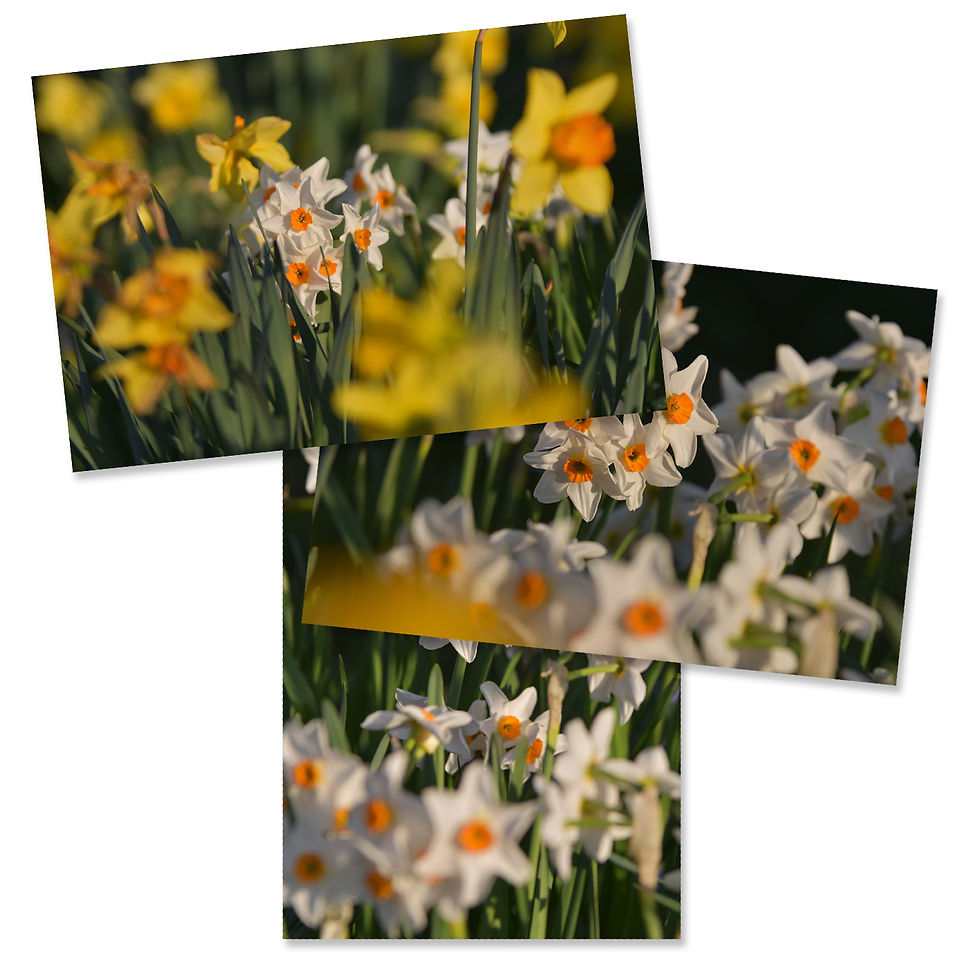 Thumbnail: Images: 2022 - Set 06