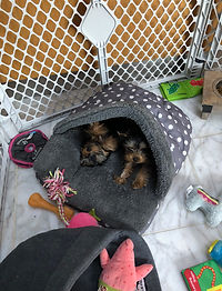 Rosies puppies