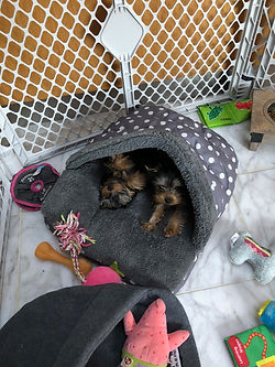 IMG_0812.jpeg