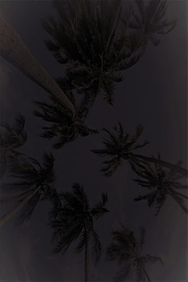Palm Trees_edited_edited_edited.jpg