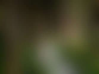 어느 한 사람의 계절을 옮겨온 정원