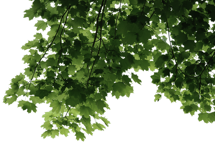 leaves-transparent-png-2_edited.png