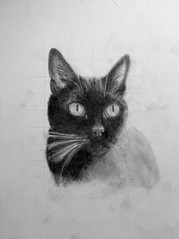 Kitty