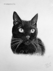 Kitty