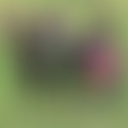 Andare avanti è un obbligo !!!