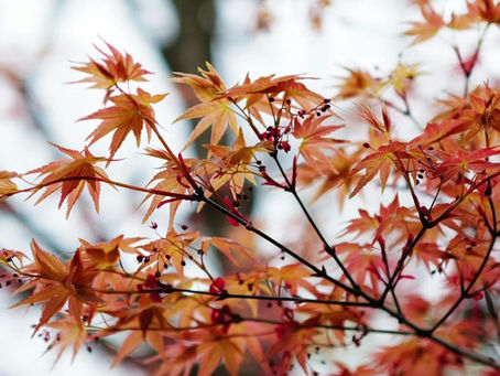 de vier fasen van de vrouwelijke cyclus vergeleken met de vier seizoenen