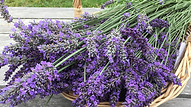 Upick Lavender Basket300.jpeg