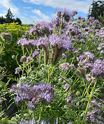 IMG_4675.jpeg