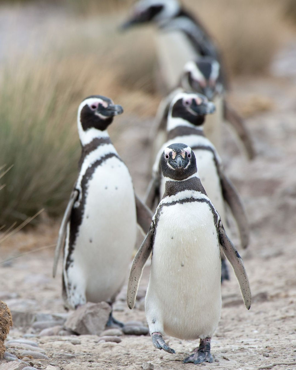 Visit penguins in Patagonia